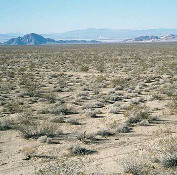 View toward Baker from campsite off Kelbaker Road